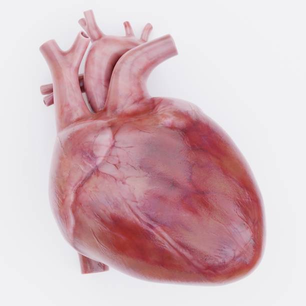 istock Realistic 3D Render of Human Heart 1487471136