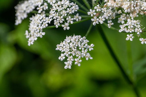 Blooming ground elder plant on a green background macro photography on a summer day. Flowering grass with small white flowers in the summer, close-up photo. Aegopodium podgraria flowers in summertime.