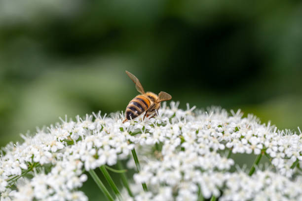 istock A bee pollinates white flowers macro photography in springtime. 1487472027