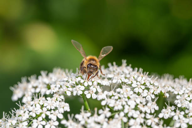 istock A bee pollinates white flowers macro photography in springtime. 1487472222