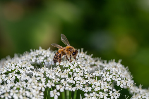 A bee pollinates white flowers macro photography in springtime. A honey bee pollinates ground elder plant with white petals close-up photo on a summer day.