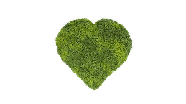 istock Mossy heart isolated on white background 3d render 1487472317