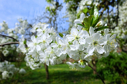 A cluster of white flowers of a blooming wild cherry. Prunus avium.