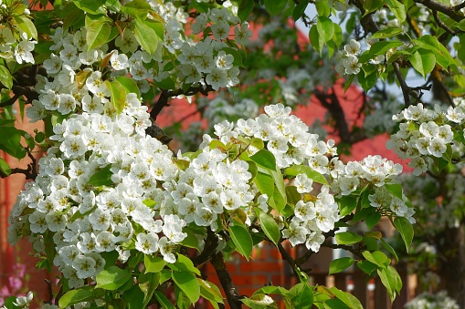 A cluster of white flowers of Harbin pear, Pyrus ussuriensis.