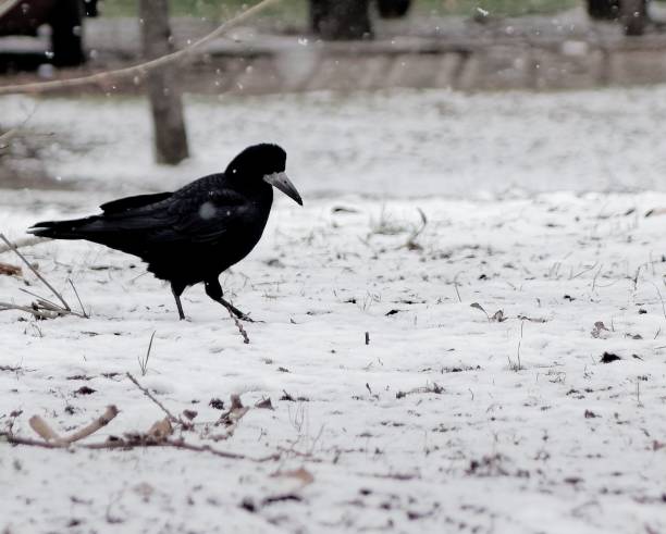 istock Rook walking on the snow-covered ground. 1487472694