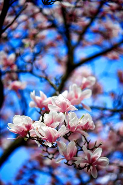 istock Tree branch with saucer magnolia flowers. 1487472705