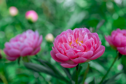 Peony flower blooming in Japanese garden