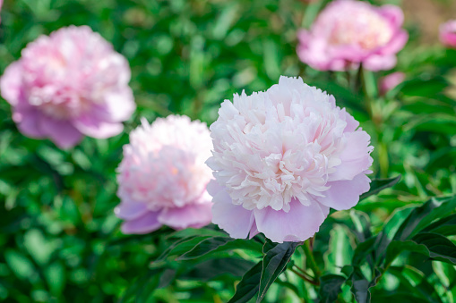 Beautiful view of blooming pink peony on green lawn background.