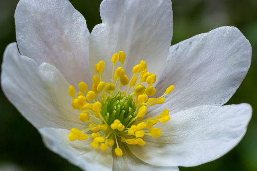 Close shot of flowering Anemonoides ranunculoides, the yellow wood anemone.