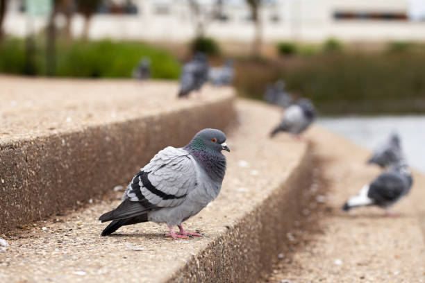istock rock dove, homing pigeon 1487474412
