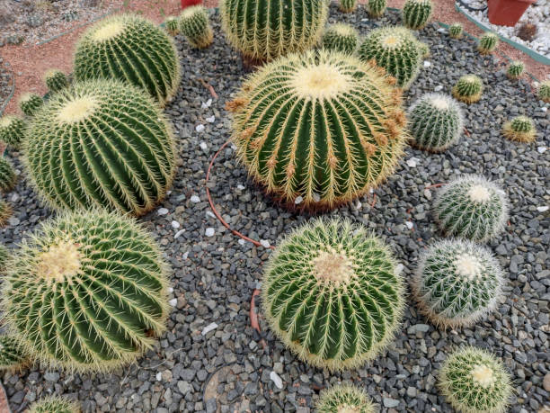 istock group of Golden Barrel Cactus (Echinocactus grusonii) 1487474533
