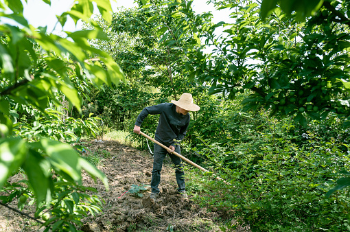 Planting Vegetables at Private Garden