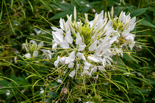 Cleome hassleriana, known as spider flower, spider plant, or grandfather's whiskers, is native to Argentina, Paraguay, Uruguay, and southeast Brazil.