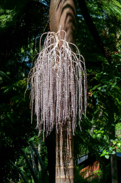 Archontophoenix cunninghamiana also known as Bangalow palm, king palm, Illawara palm, piccabben orpiccabeen, is an Australian palm. It can grow over 20 m tall. It flowers in midsummer and has evergreen foliage.