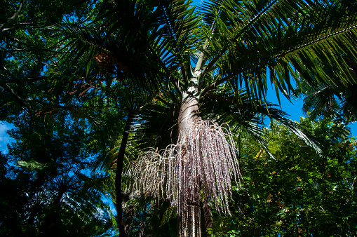 Archontophoenix cunninghamiana also known as Bangalow palm, king palm, Illawara palm, piccabben orpiccabeen, is an Australian palm. It can grow over 20 m tall. It flowers in midsummer and has evergreen foliage.