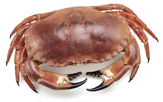 Fresh crab close up on black background