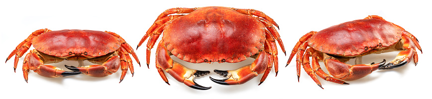 Three edible crabs isolated on white background.