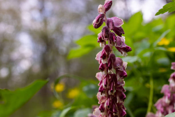 ラスレアスクアマリア植物はヨーロッパの森の寄生虫です。森に咲く一般的な歯のピンク色の花、木の根に生えている寄生植物 - spring crocus temperate flower european alps ストックフォトと画像