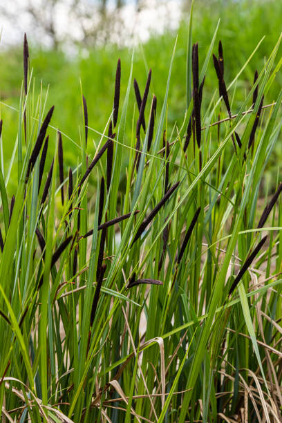 Carex acuta - found growing on the margins of rivers and lakes in the Palaearctic terrestrial ecoregions in beds of wet, alkaline or slightly acid depressions with mineral soil Carex acuta - found growing on the margins of rivers and lakes in the Palaearctic terrestrial ecoregions in beds of wet, alkaline or slightly acid depressions with mineral soil. carex nigra stock pictures, royalty-free photos & images