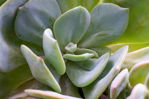 Thick leaves of a succulent