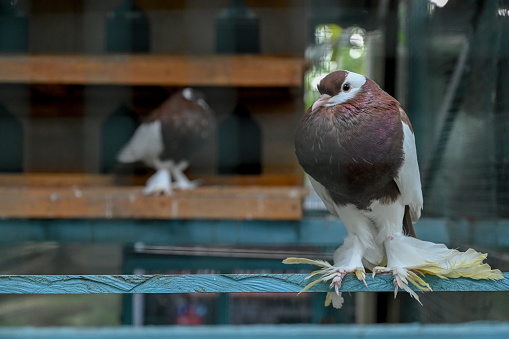 Unique dove