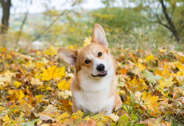 istock corgi for a walk in the autumn park 1487479037