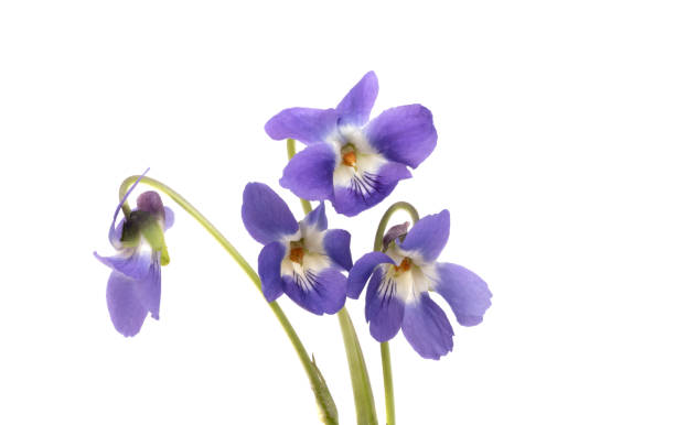 istock violet flowers isolated 1487479453