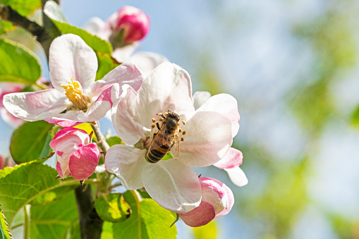 worker bee collects pollen from a blooming pink apple tree flower. Agriculture