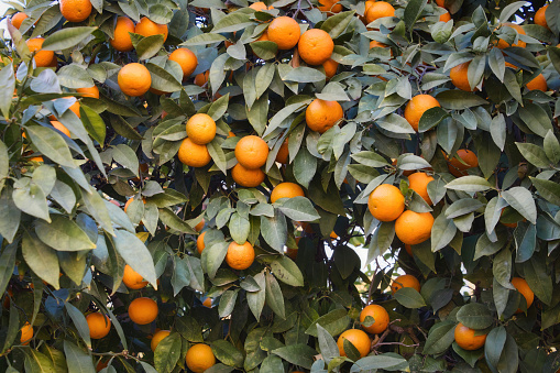 Full-frame shot of ripe Seville oranges hanging from the leafy branches of an orange tree
