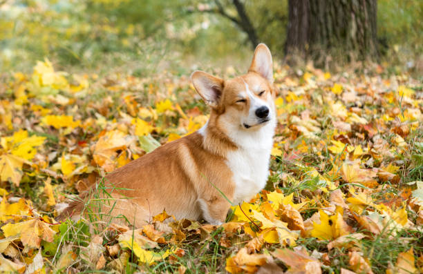 istock corgi for a walk in the autumn park 1487481027