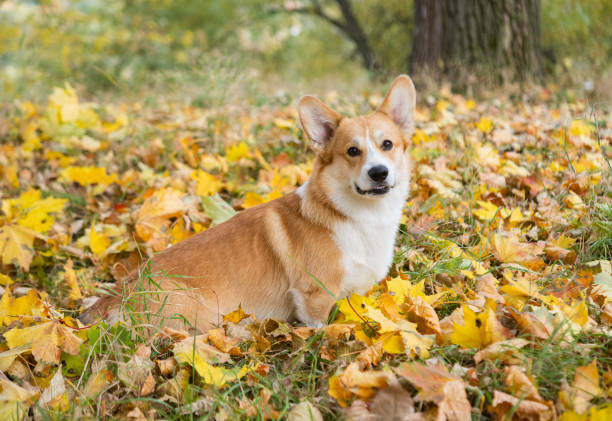 istock corgi for a walk in the autumn park 1487481046