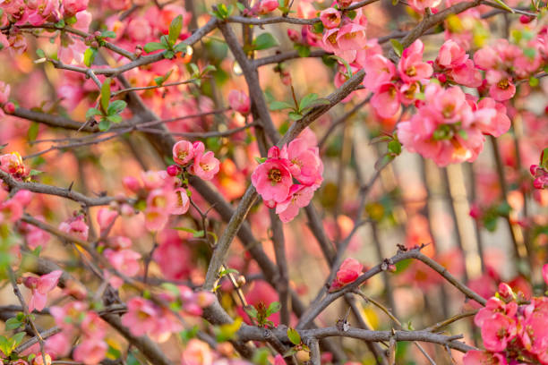 istock Chinese quince blooming in spring 1487481433