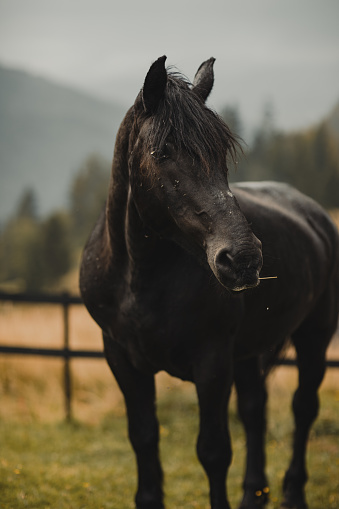 A beautiful black horse roams freely in the mountains, basking in the lush green grass and enjoying the fresh mountain air.