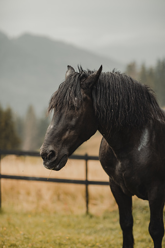 A beautiful black horse roams freely in the mountains, basking in the lush green grass and enjoying the fresh mountain air.