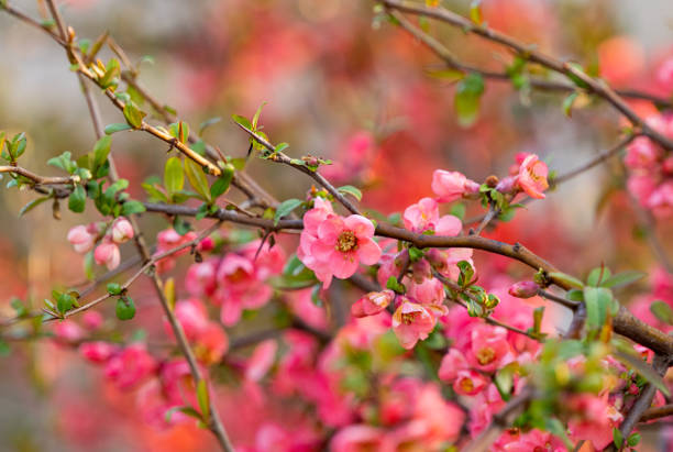 istock Chinese quince blooming in spring 1487481565
