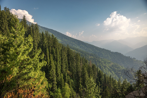 Beautiful forests in Kullu-Manali, Himachal Pradesh