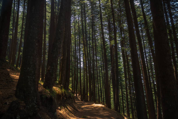 istock Lush green tropical forests tree pattern, in Kullu-Manali, Himachal Pradesh 1487482519