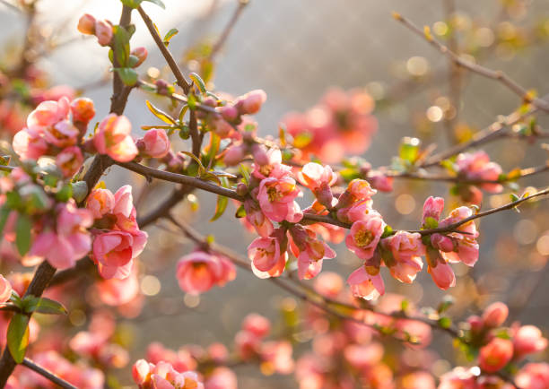 Chinese quince blooming in spring