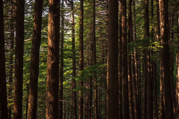 Lush green tropical forests in Kullu-Manali, Himachal Pradesh
