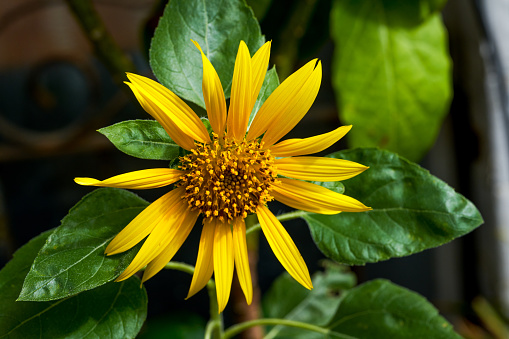 Closeup of a blooming sunflower