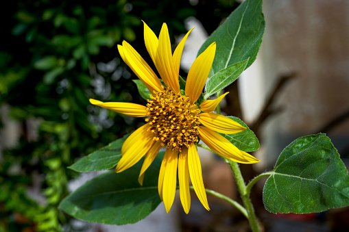 Closeup of a blooming sunflower