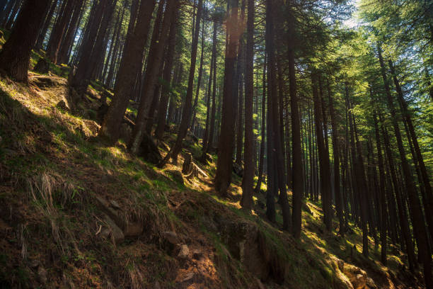 Lush green tropical forests in Kullu-Manali, Himachal Pradesh