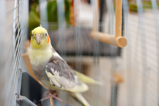 Cute domestic parrot sitting in a cage