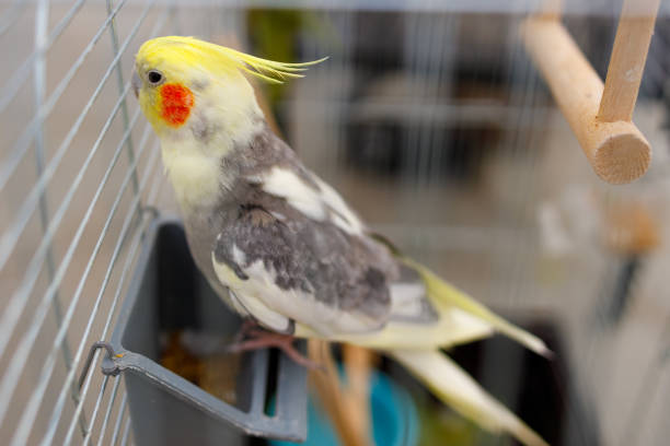 istock Cute domestic parrot sitting in a cage 1487483328