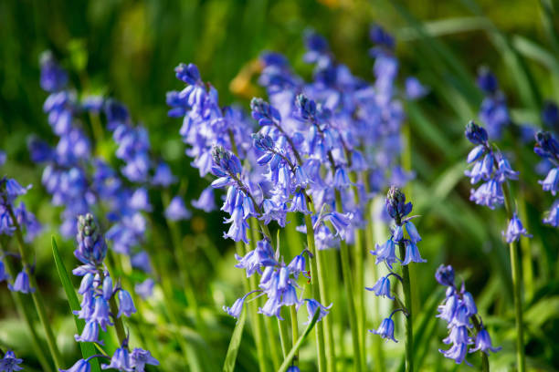 istock Bluebell closeup in a forest in Belgium 1487483493
