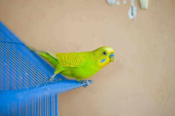 Yellow and green budgie, also known as common parakeet, is a popular pet parrot