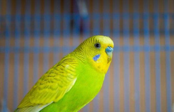 istock Cute domestic pet bird, parrot close-up 1487484357