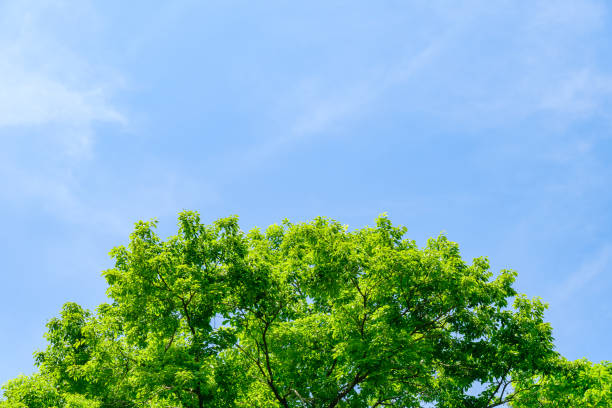 istock Fresh green leaves and background 1487484610