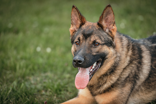 Portrait of a German shepherd in park. Purebred dog.