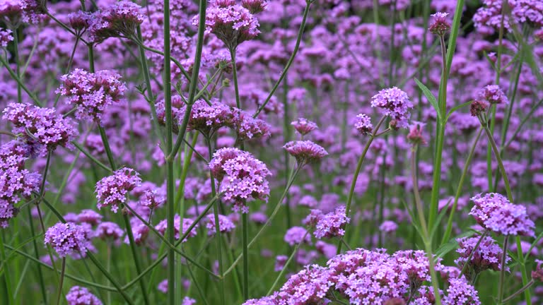 Purple verbena in the garden